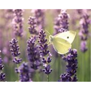 FüR MEHR BIENEN UND SCHMETTERLINGE!