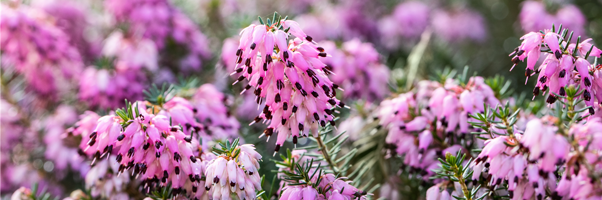 Erica carnea 'Martin'