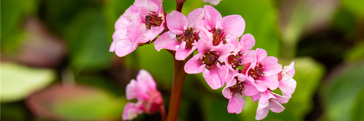 Bergenia cordifolia 'Harzkristall'