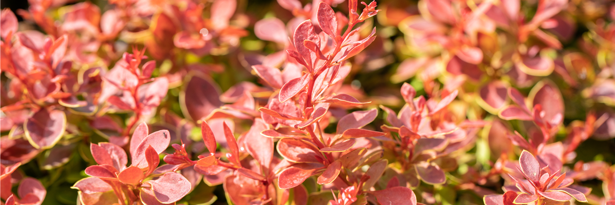 Berberis thunbergii 'Maja'