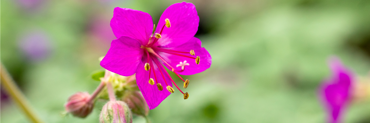 Geranium macrorrhizum 'Czakor'