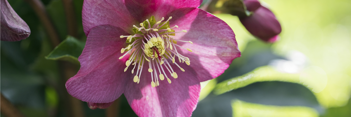 Helleborus x glandorfensis