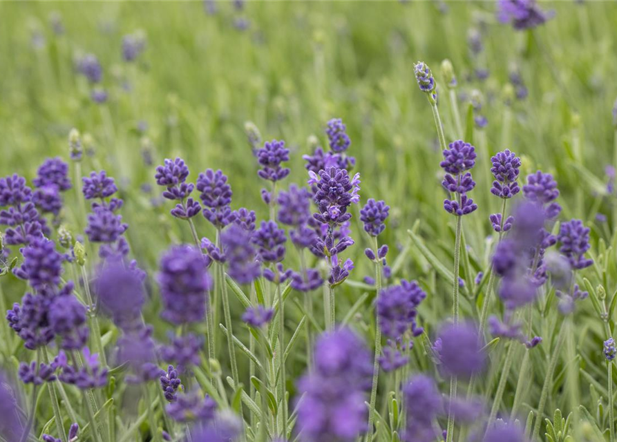 Lavandula angustifolia 'Hidcote'