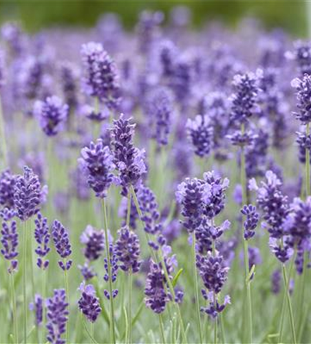 Lavandula angustifolia 'Hidcote'