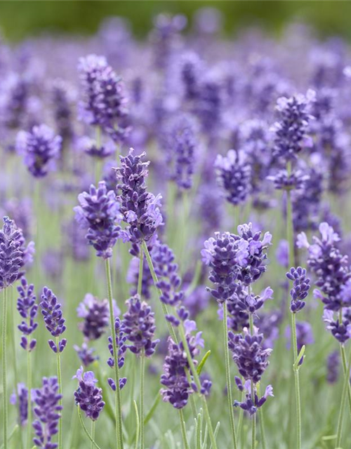 Lavandula angustifolia 'Hidcote'