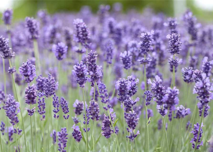 Lavandula angustifolia 'Hidcote'