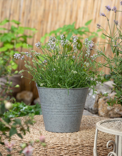 Lavandula angustifolia 'Hidcote'