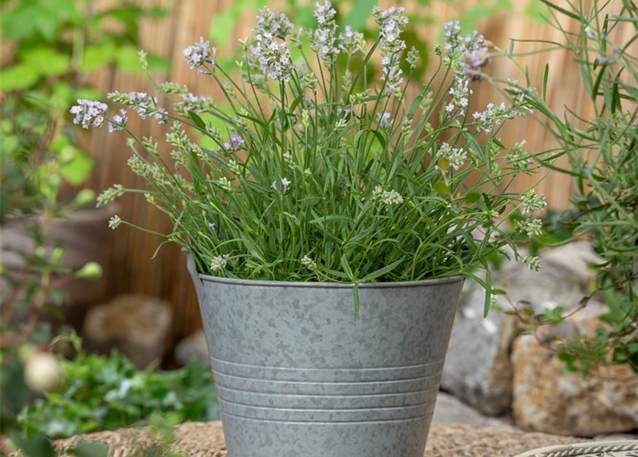 Lavandula angustifolia 'Hidcote'