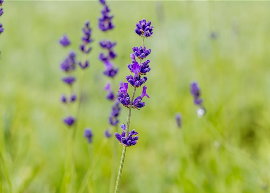 Lavandula angustifolia 'Hidcote'