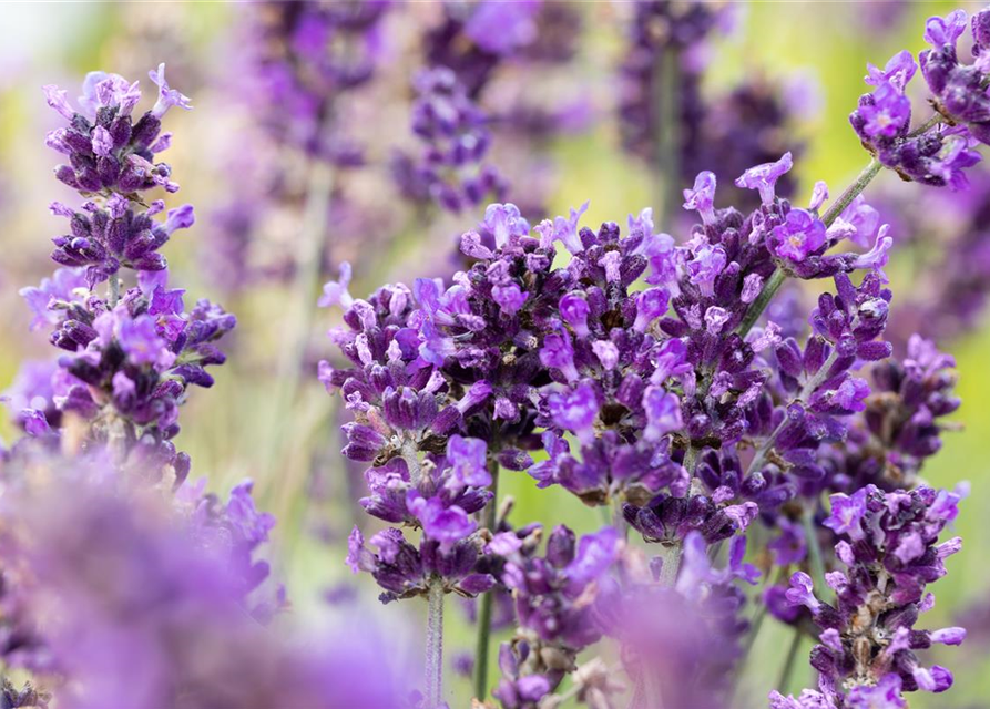 Lavandula angustifolia 'Hidcote'