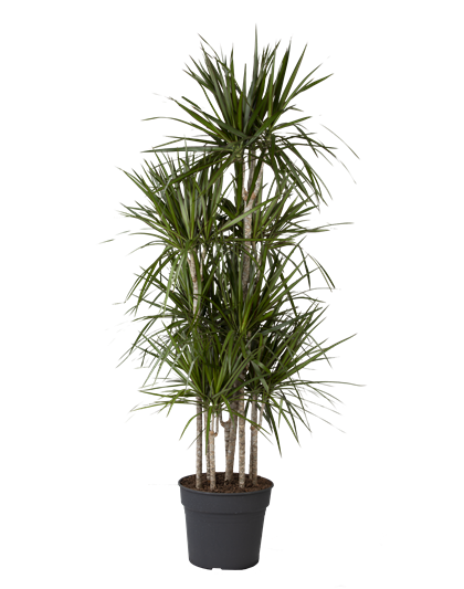 Dracaena reflexa 'Anita'