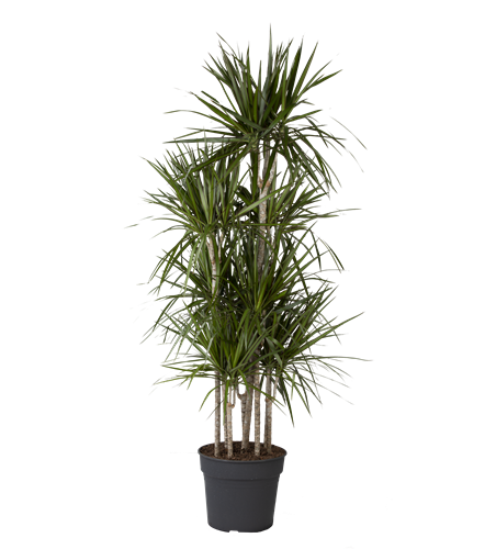 Dracaena reflexa 'Anita'