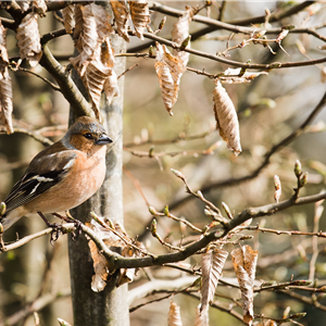 TIPPS ZUR WINTERVOGELFüTTERUNG!